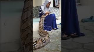 Ular Sawa Besar