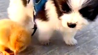 Baby Dogs - Cute and Funny chick #shorts