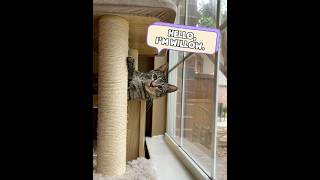 Meet Willow our curious, funny and clumsy indoor tabby cat. #indoorcat #catvideos #cat #short