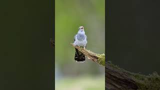 The Beauty of Nature: A Visual ExplorationThe Beauty of Nature: A Visual Exploration