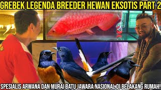 GREBEK LEGEND EXOTIC ANIMAL BREEDER PART 2 NATIONAL CHAMPION AROWANA AND MURAI BATU SPECIALIST