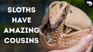 Sloths Are Amazing (But Their Cousins Are Even Cooler)!