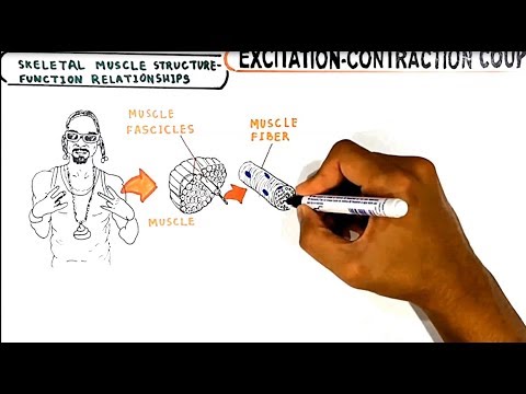 Excitation Contraction Coupling (cross-bridge cycling)