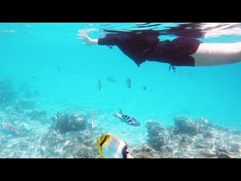 【沖縄】渡嘉敷島海水浴ツアー【MAPPLEアクティビティ】