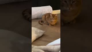 Oeps. Whats wrong?😾 angry cat. #catvideos #whatswrong #funnycats #angry #wow #catlover #cute #pets