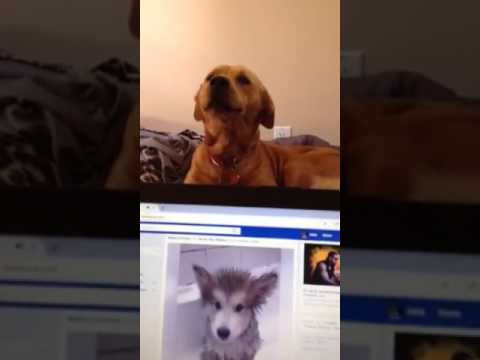 The pack's back