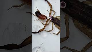 Scorpio is shocked by the cockroach's impudence #insects #scorpion #cockroach  #animals