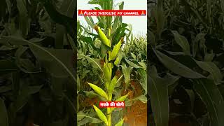 मक्के की खेती ||makke ki kheti||#short #shorts #kheti #makka #viralshort #viral #jaijawanjaikisan 🤔🔥