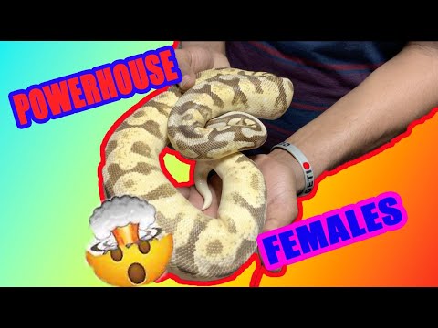 KING AUSTIN ball python collection tour *(top 7 adult females)* part 3