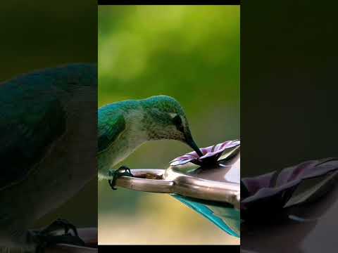 প্রকৃতির সুন্দর্যের মধ্যে পাখি অন্যতম / #shortsvideo #short #shorts