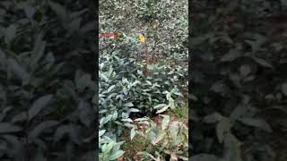 黄山毛峰 | 中国十大名茶之一。又是一年采茶季/Bio Tee | Huang Shan Mao Feng.