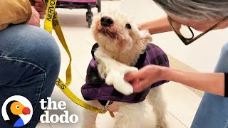 14-Year-Old Dog Dumped At Shelter Gets A Ton Of New Siblings | The Dodo