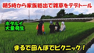 The whole family took part in the Tedetol test at 5am in the rice field. 2025 20250711