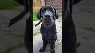 Can you guess his 3 MODES? 🤣 #shorts #labpuppies