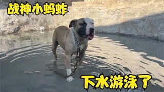 犬舍“战神”小蚂蚱第一次游泳，下水竟直接蒙圈，反应简直太逗了