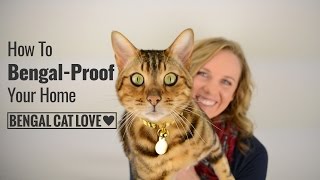 Bengal Cat Personality - How to Bengal Proof Your Home