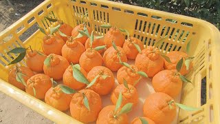 木になったまま完熟させる「樹熟デコポン」の収穫　愛知・蒲郡市