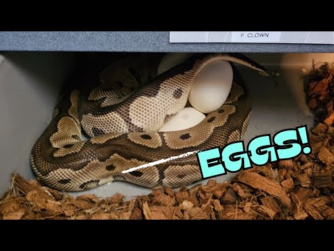 Karma's 1st Clutch!!