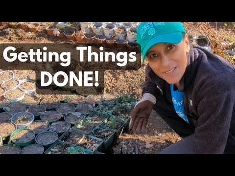 Backyard Plant Nursery In November | Sell Plants From Home || Budget Gardening