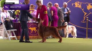 Setters (Irish) | Breed Judging 2024