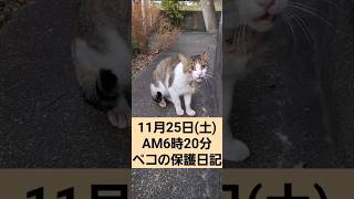 [Stray cat Peko's rescue diary] #Tear ducts collapse #Tearjerker story #Moving #Moving story #Sab...