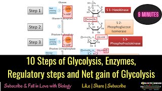 10 Steps of Glycolysis, Enzymes, Regulatory steps and Net result of Glycolysis|| Part I