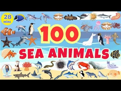 "100 sea animal names" Cursive writing for beginners #cursivewriting #cursive @TimelessCursive