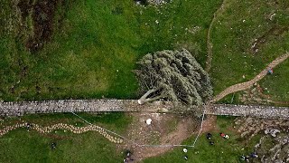Men jailed for cutting down Britain's iconic 'Sycamore Gap' tree | REUTERS