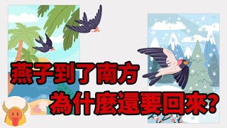 燕子為什麼不留在南方，還要飛回來呢？
