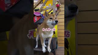 【工讀生出來喔】會講話的柴犬!? 牠奶音溝通主人融化｜柴犬｜狗狗｜工讀生｜寵物
