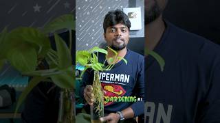 🌱பாட்டில்ல Money Plant எப்டி வளர்கிறது🤑 #gardening #moneyplant #hobby