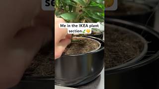 The Forbidden IKEA Plant Hack🌱🤫 #plants #ikea #ikeahack #proplifting #plantscuttings