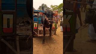 Game Caw #shorts #tranding #vairalshorts #entertainment #caw