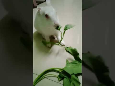 Cute pet rabbit eating| baby rabbit | #shorts #youtubeshorts #rabbit #cute #cuterabbit #bunny