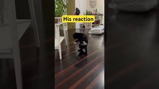 Cute kitten #music #cat #musiccat #funny #catmusic #pets #catsmusical #cute #kittenmusic #funnycats