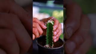 How to Graft Plants In Simple Way #Shorts
