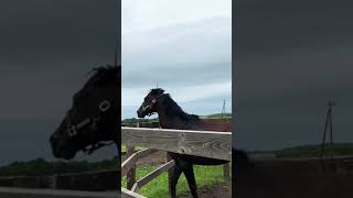 日常茶飯事なローズキングダムとタニノギムレットの併せ馬
