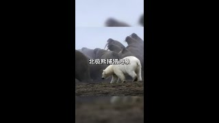 北極熊捕獵海象 #野生動物零距離拍攝 #看動物世界品百味人生