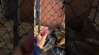 Angry Monkey #funny #tiktok #viralvideo #shortvideo #shorts #youtubeshorts #animals #food #fyp #lol
