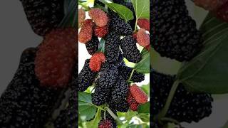 Fruits Video Template | #maidesires #capcut #fruitvideos #fyp #youtubeshorts #trending