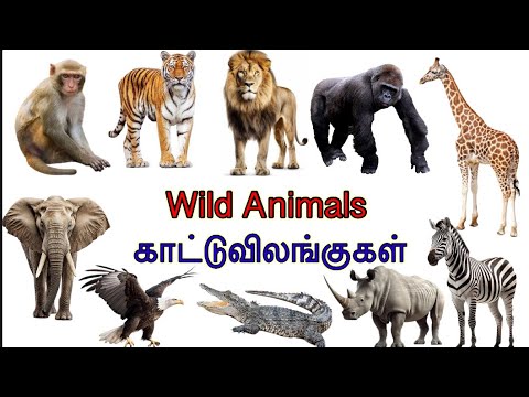 Wild animals in English and Tamil with pictures / வீட்டுவிலங்குகள்/ Animals for kids/ Rheyaathi1408
