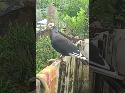 #pigeon#birds#