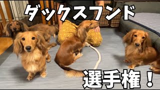 【ミニチュアダックス5匹】一番◯◯な子、選手権！