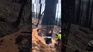 Felling a Massive Burnt Tree with a Hydraulic Jack