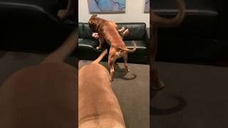 Cheeky  Boerboel Starting Trouble #shortsfeed #shortsbeta #boerboel