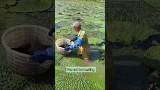 Collecting Fox nuts is very difficult work | Rural Farmer Harvesting Makhana #shorts #harvest