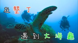 【水肺潛水】墾丁後壁湖發現大海龜啦!!! 一起享受潛水吧