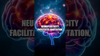 The Brain's Neuroplasticity Secrets