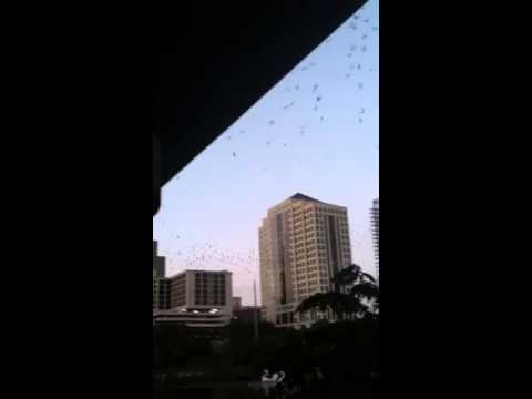 Bats in Austin