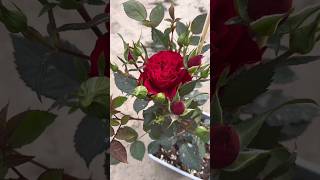 Beautiful rose buds.#beautiful #rosegarden #flowergarden #satisfying #roseflowers #viral #rosebuds
